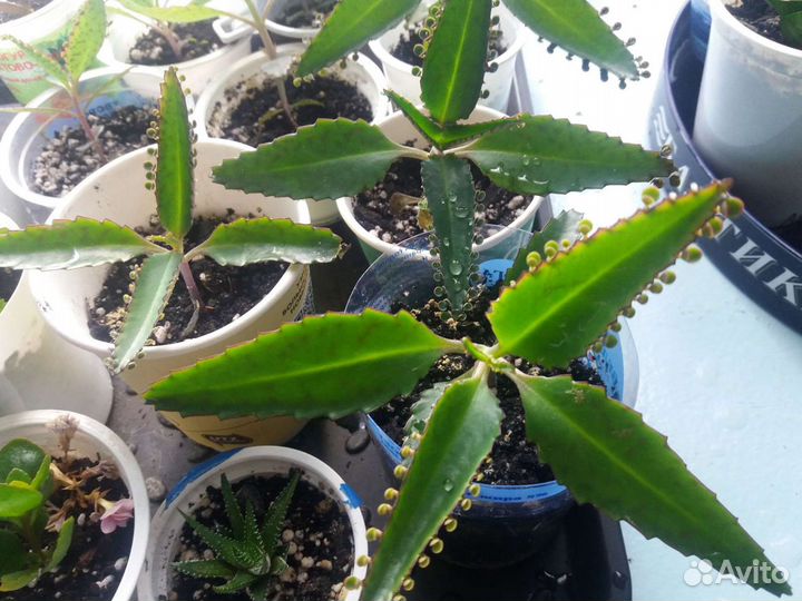 Каланхое, алое, золотой ус от