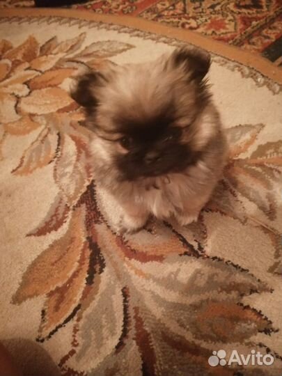 Маленькая собака