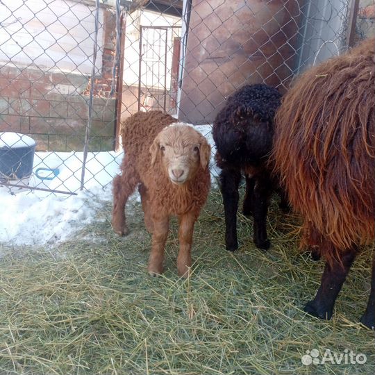 Овцы курдючные