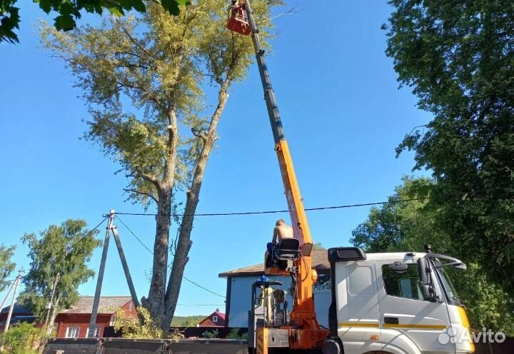 Спил деревьев/Выкорчёвка/Обрезка/Удаление