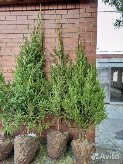 Ель зеленая