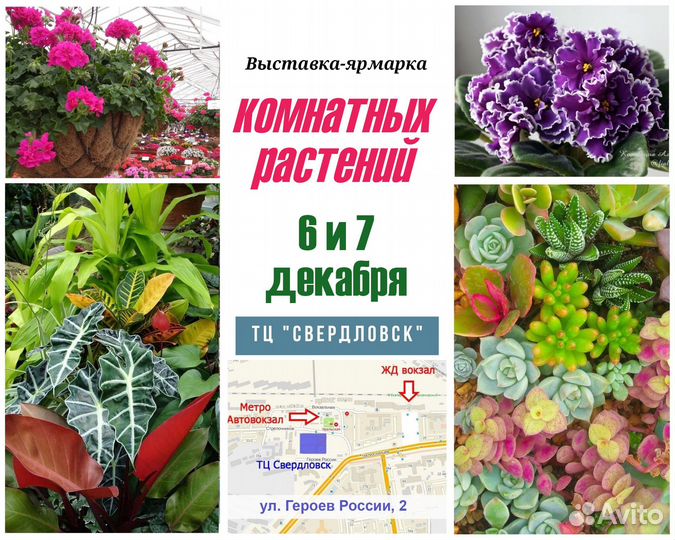 Синнингия белоопушенная (Sinningia leucotricha)