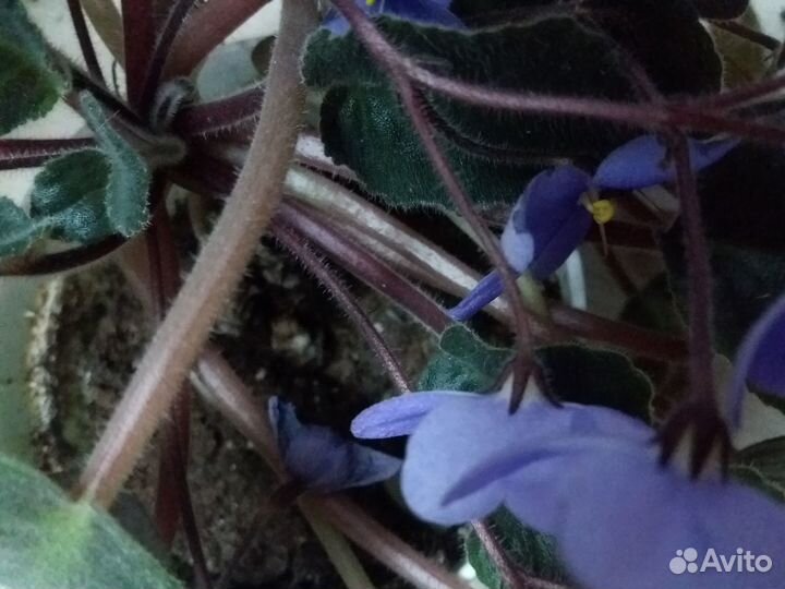 Фиалка с горшком- кашпо фиолет