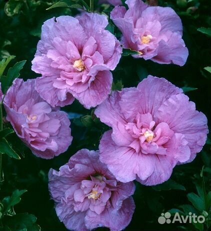 Гибискус Древовидный Шифон Махровый