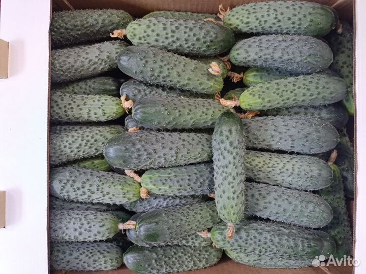 Огурцы домашние