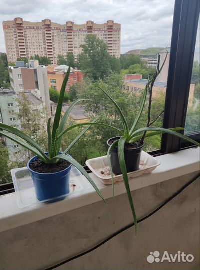 Цветок алоэ Вера