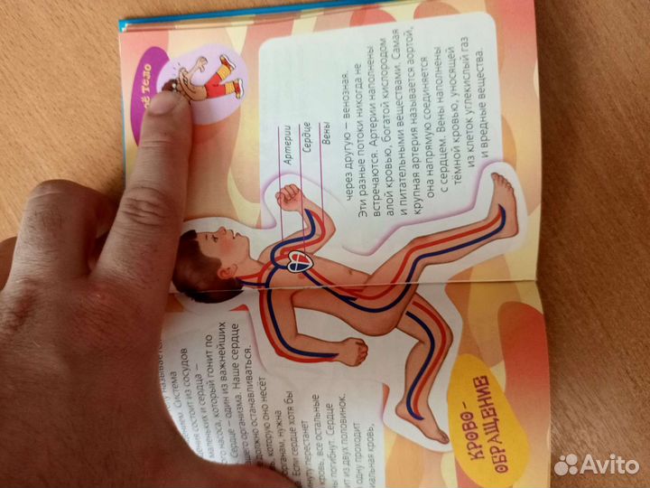 Анатомия человека