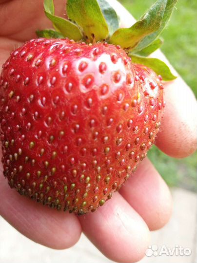 Рассада клубники Гигантелла