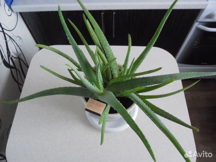 Цветы Алоэ Вера. Сансевиерия. Толстянка. Алоэ Тигр