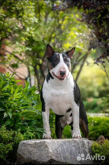 Вязка стандартный бультерьер