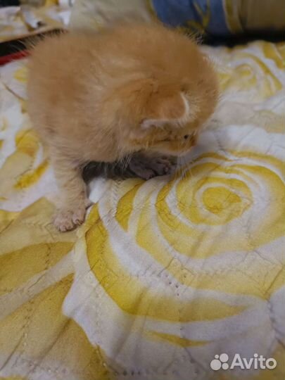 Sosкотята ищут дом