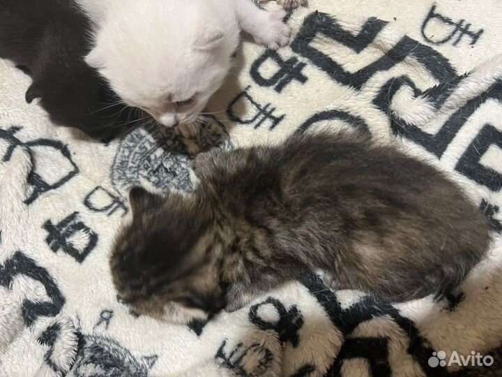 Котята в добрые руки