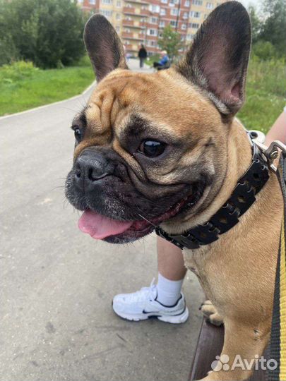 Выгул и передержка животных