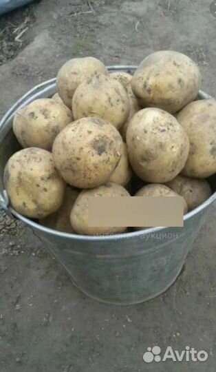 Продам картошку и лук Семейка