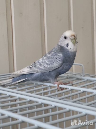 Волнистый попугай самка