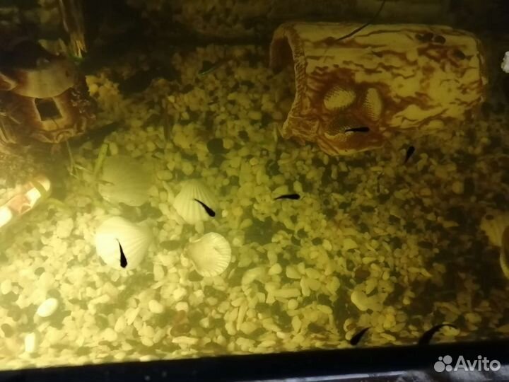 Моллинезия черная