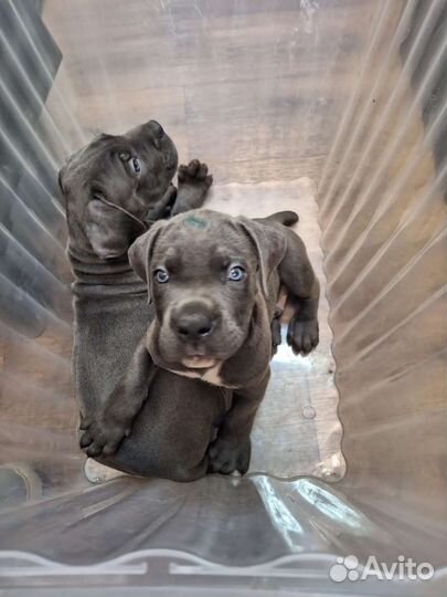 Щенки коне корсо мальчик