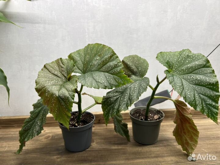 Комнатные растения цветы