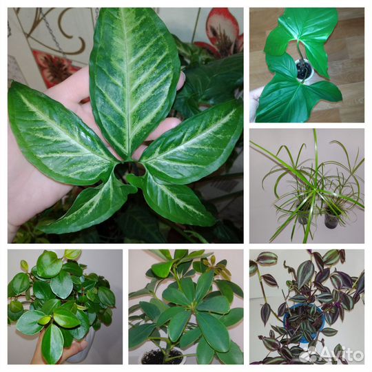 Комнатные растения. Сингониумы,пеперомия и другие