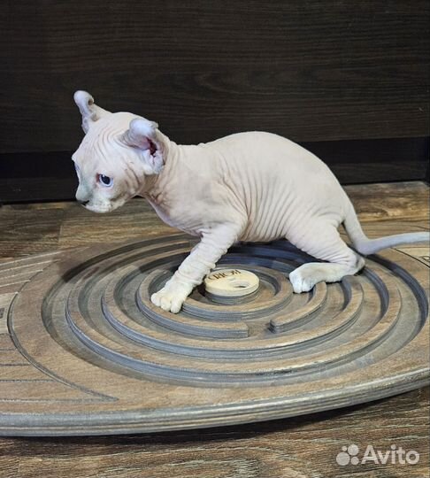 Эльф девочка