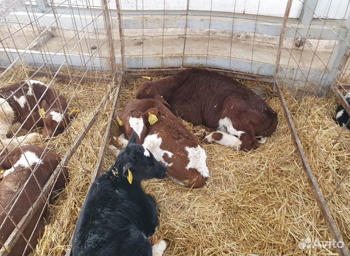Телята - бычки отпоенные, тёлочки молочные. Доставка