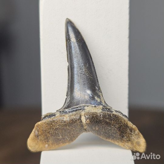 Окаменелость зуб древней акулы Odontaspis