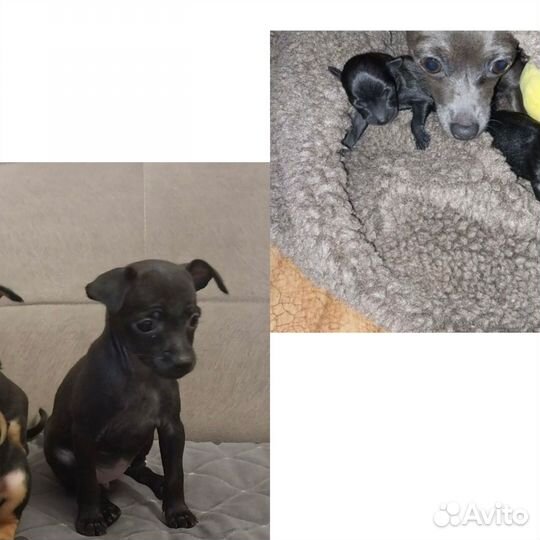 Той-терьер щенки мини