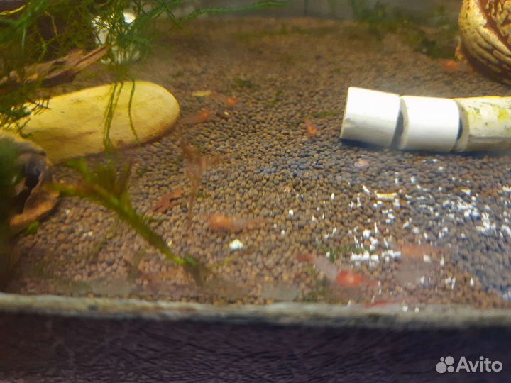 Рыбки и креветки