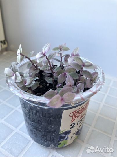 Каллизия 3 сорта + миксы