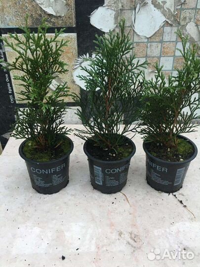 Туя смарагд саженцы