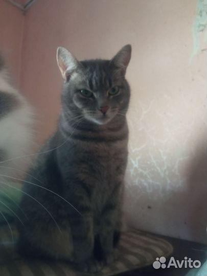 Кошечка в добрые руки