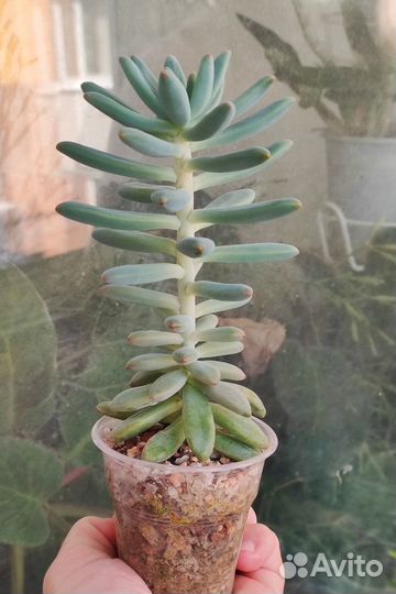 Коллекция суккулентов-адромискус, гуэрния,крассула