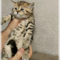 Шотландский прямоухий короткошёрстный котёнок