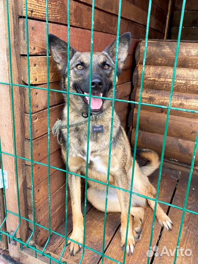 Ласковая собака в добрые руки