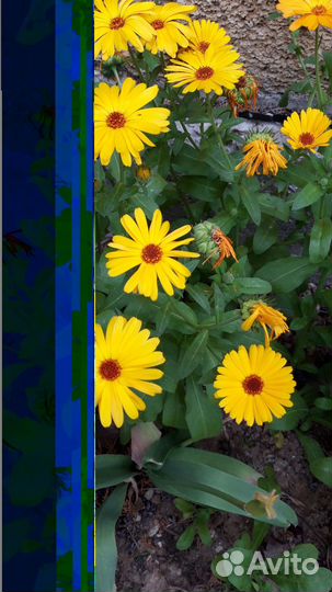 Календула садовая