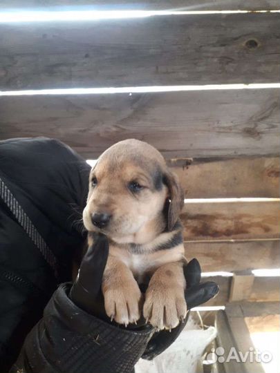 Щенки русской гончей