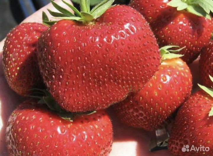 Саженцы клубники. Рассада клубники. Большой выбор