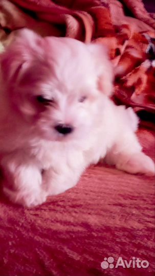 Продам щенка Мальтеза