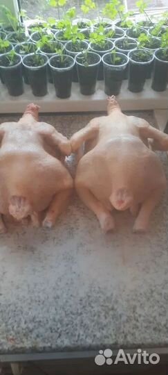 Мясо домашнего бройлера, молоко козье