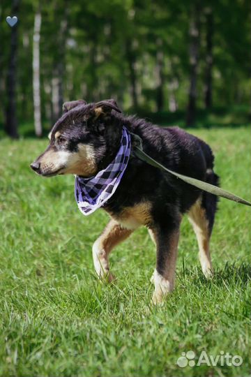 Собака из приюта