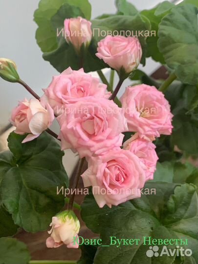 Пеларгонии сортовые