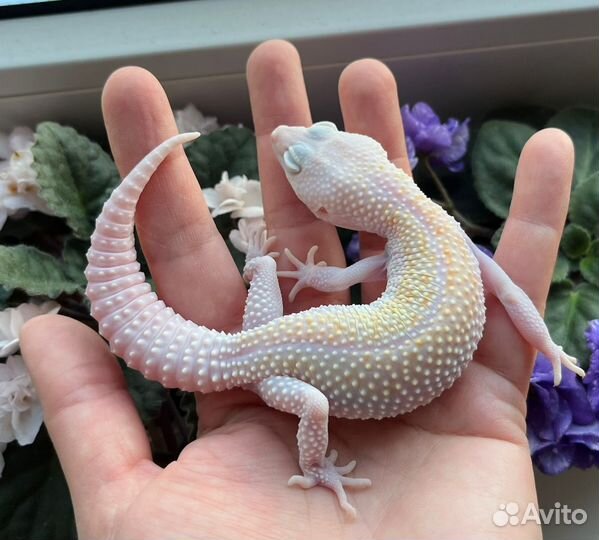 Самки Эублефаров разведения 2022 года