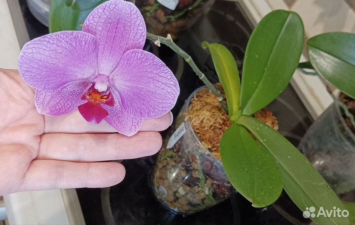 Орхидеи фаленопсис