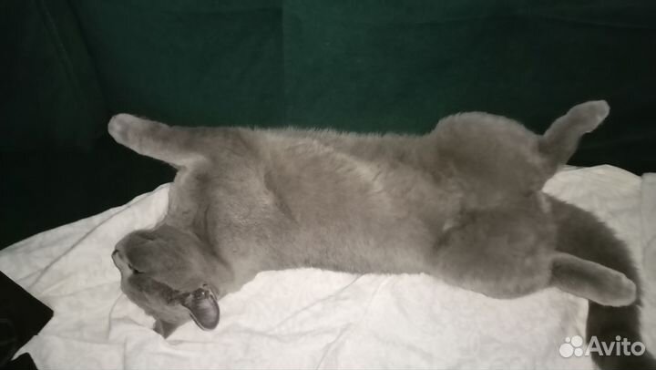 Отдам в добрые руки 2 котов