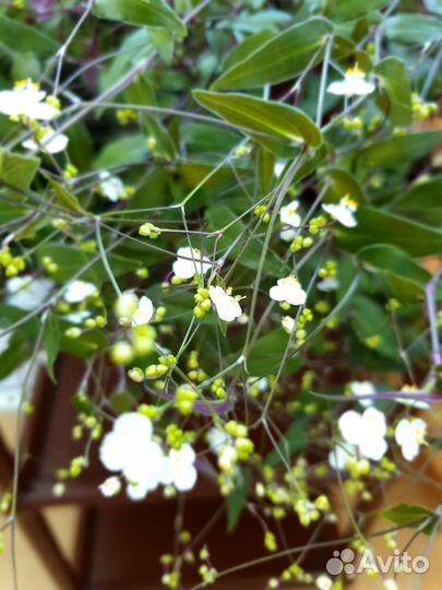 Традесканция Фата Невесты. Каллизия
