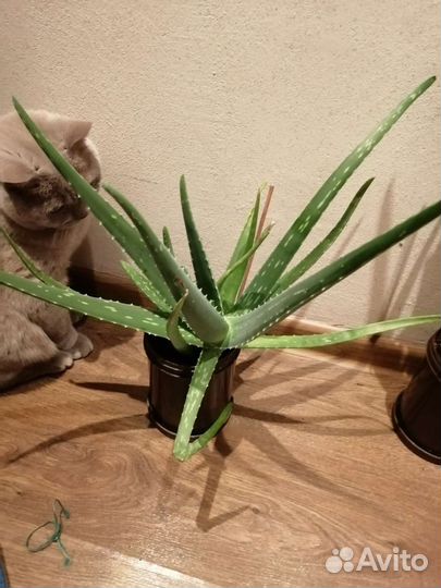 Алоэ вера 1-2 года