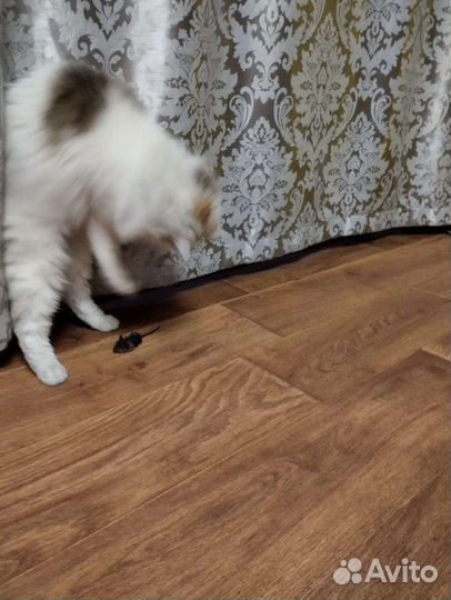 Отдам кошечку