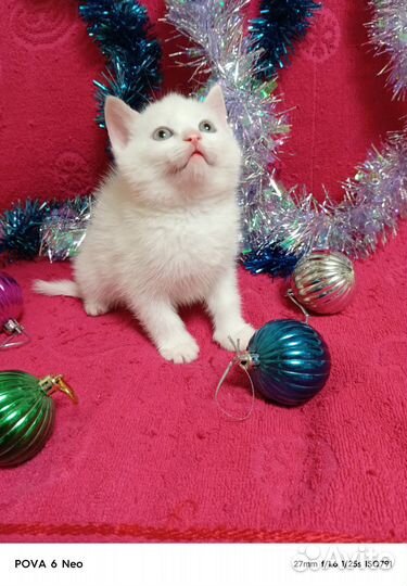 Белоснежное чудо