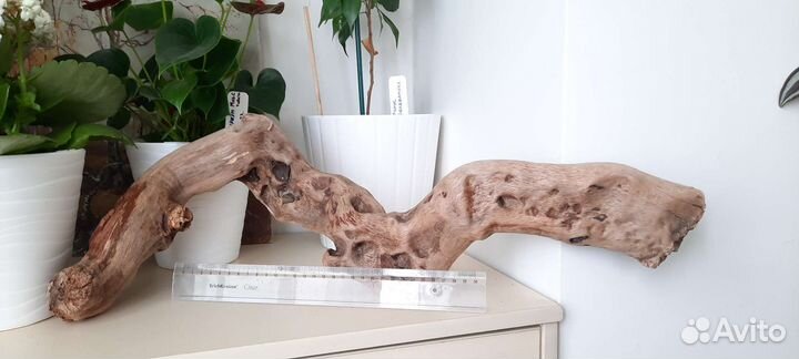 Дрифтвуд, коряги морские