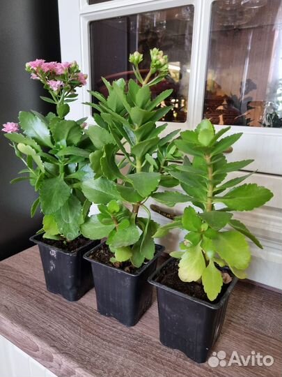 Каланхоэ цветущий